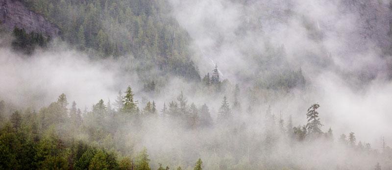 In the Mist.jpg